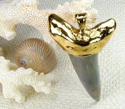 Fossilized Shark Tooth Jewelry