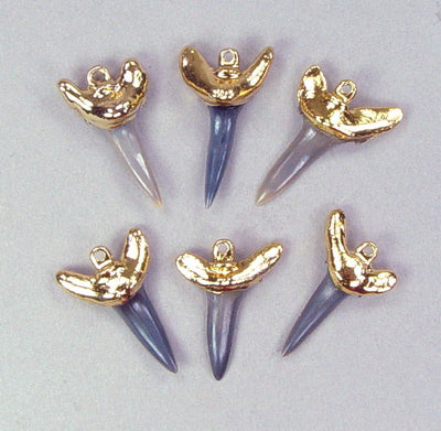 Quantity Discount:  Fossil Sand Shark Tooth Pendants (Darker Blades) with 18k Electroformed Gold