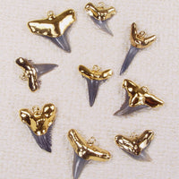 Quantity Discount:  Fossil Shark Tooth Pendants with 18kt Electroformed Gold