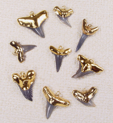 Quantity Discount:  Fossil Shark Tooth Pendants with 18kt Electroformed Gold