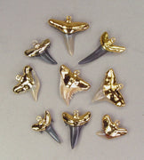 Quantity discount fossil shark tooth pendants
