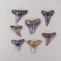 Quantity Discount:  Fossil Shark Tooth Pendants with Resin Coated Roots