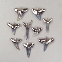 Quantity Discount: Fossil Shark Tooth Pendants Electroformed with Hypoallergenic Nickel Roots