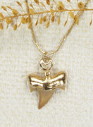 Fossil Shark Tooth Pendant on a Gold-Filled Chain