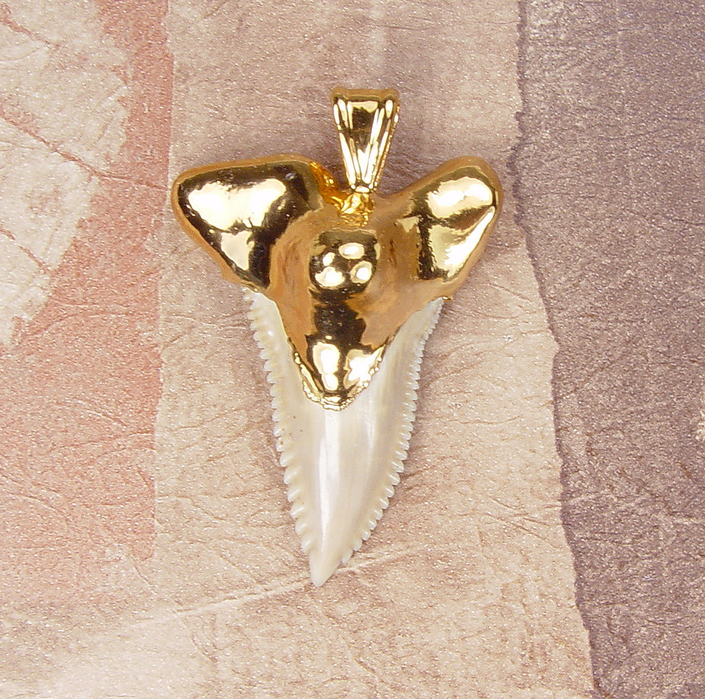 Hemipristis Fossil Shark Tooth Pendant with Electroformed 18kt Gold