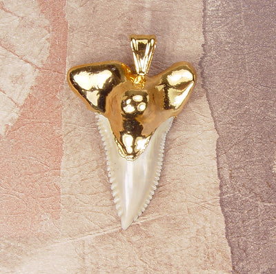 Hemipristis Fossil Shark Tooth Pendant with Electroformed 18kt Gold