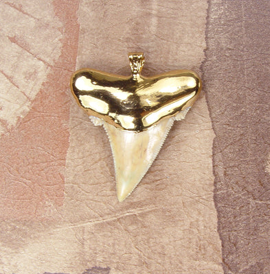 Fossil Angustiden Shark Tooth Pendant with Electroformed 18kt Gold