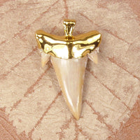 Fossil Mackerel Shark Tooth Pendant with Electroformed 18kt Gold