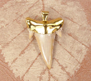 Fossil Mackerel Shark Tooth Pendant with Electroformed 18kt Gold