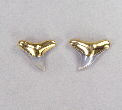 Fossil Gray Shark Tooth Stud Earrings with Electroformed 18kt Gold