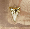 Fossil Angustiden Shark Tooth Pendant with Electroformed 18kt Gold