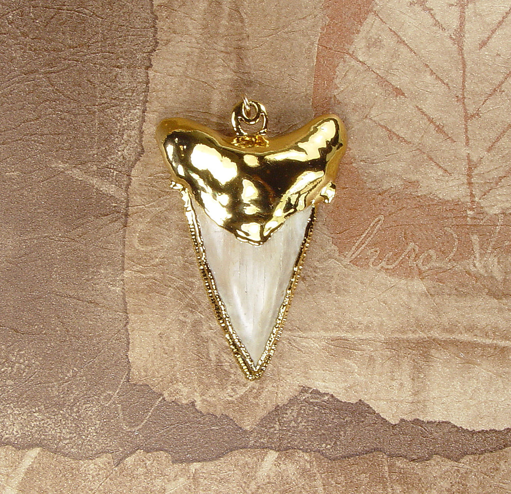 Fossil Angustiden Shark Tooth Pendant with Electroformed 18kt Gold