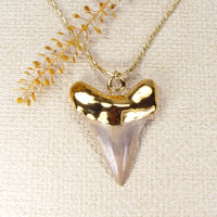 Fossil Angustiden Shark Tooth Necklace with Gold-Filled Chain & Electroformed 18kt Gold