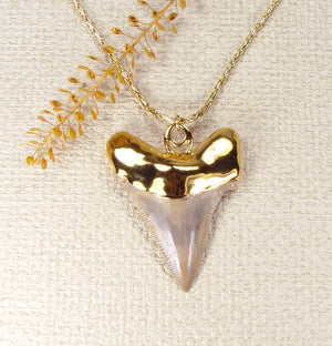 Fossil Angustiden Shark Tooth Necklace with Gold-Filled Chain & Electroformed 18kt Gold