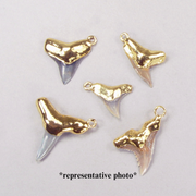 Quantity Discount: Corner Ring Fossil Shark Tooth Pendants with 18k Electroformed Gold