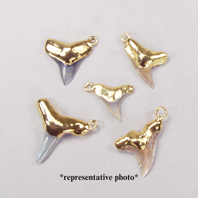 Quantity Discount: Corner Ring Fossil Shark Tooth Pendants with 18k Electroformed Gold