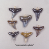 Quantity Discount:  Fossil Shark Tooth Pendants with Resin Coated Roots