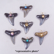 Quantity Discount:  Fossil Shark Tooth Pendants with Resin Roots and Faceted Accents