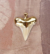 Fossil Angustiden Shark Tooth Pendant with Electroformed 18kt Gold