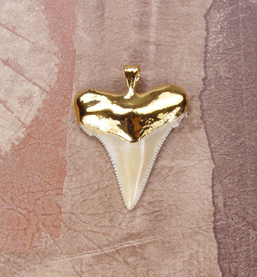 Fossil Angustiden Shark Tooth Pendant with Electroformed 18kt Gold