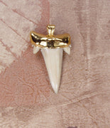 Fossil Mackerel Shark Tooth Pendant with Electroformed 18kt Gold