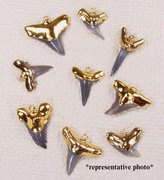 Quantity Discount:  Fossil Shark Tooth Pendants with 18kt Electroformed Gold