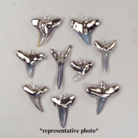 Quantity Discount: Fossil Shark Tooth Pendants with Hypoallergenic Nickel