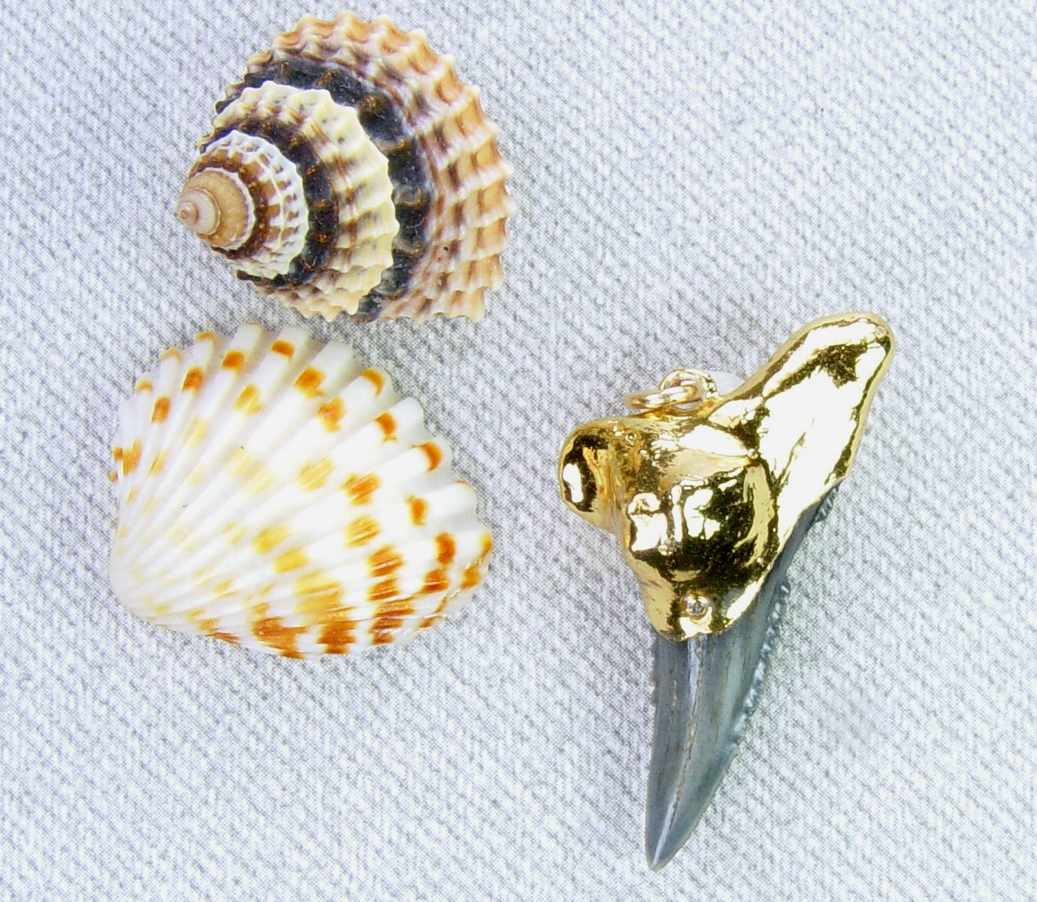 Hemipristis Fossil Shark Tooth Pendant with Electroformed 18kt Gold