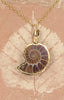 Ammonite Necklace with 18k Electroformed Gold & Gold-Filled Chain